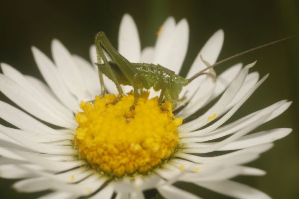 graeshoppe-ccbync-tammomoeller-inaturalist-padborg